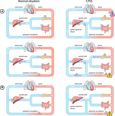 Abnormal glucose homeostasis and fasting intolerance in patients with congenital porto-systemic shunts